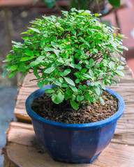 bonsai plants