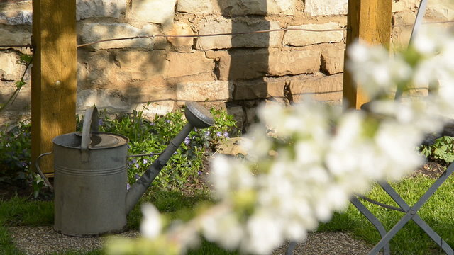 Cherry Blossom In The Garden With Water Can