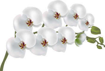 isolated white orchid flower branch