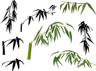 isolated green and black bamboo leaves
