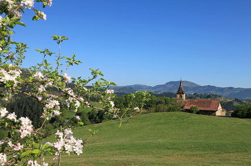 primavera país vasco zerain 3896-f14