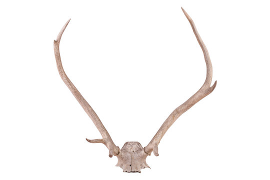 Antlers