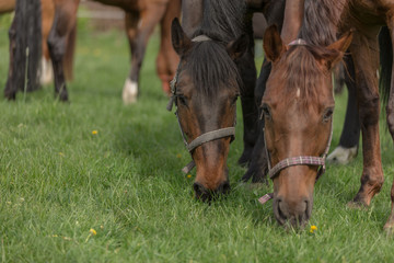 Obraz premium Pferde auf der Weide