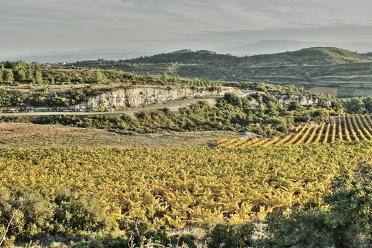 Vigne dans le minervois