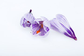 Close-up of blue and white crocus flowers isolated on white