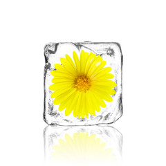 Blume im Eiswürfel
