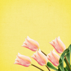 Postcard with tulip flowers