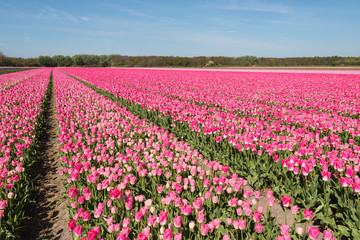 Obraz premium Pink flowering tulips