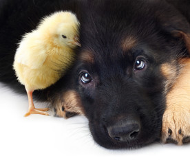 Cute little chicken and puppy german shepherd dog