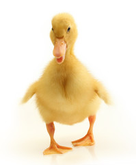 Cute little duckling isolated