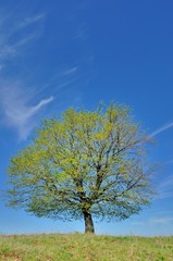 Fototapeta na wymiar One single wonderful spring tree landscape