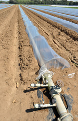Campo con file di serre a protezione delle piante