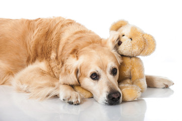 Golden Retriever mit Teddy