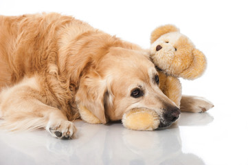 Golden Retriever mit Teddy