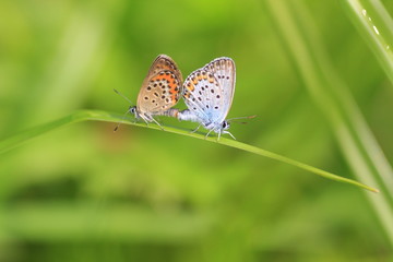 butterfly in natural habitat (plebejus argus)