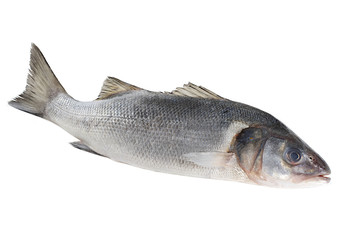 seebass isolated on white