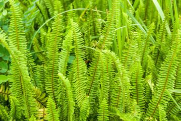 Tuber Sword Fern
