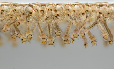 Mosquito's larva in water.