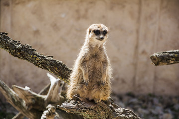 Meerkat standing alone