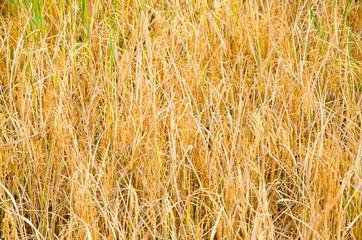 paddy rice field for harvest