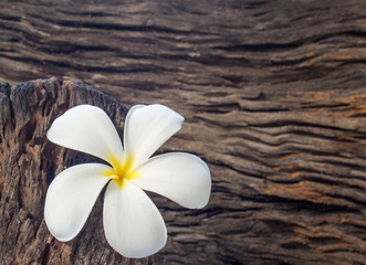 frangipani flower (Plumeria) on wood