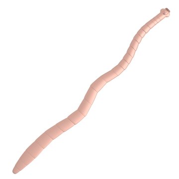 realistic 3d render of tapeworm