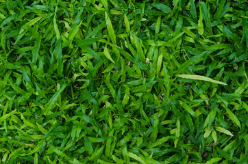 Fototapeta na wymiar green grass texture as background