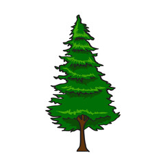 Pine Tree in cartoon style isolated on white background