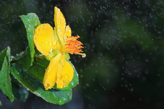 Ochna Integerrima (Lour.) Merr.,Micky Mouse Plant