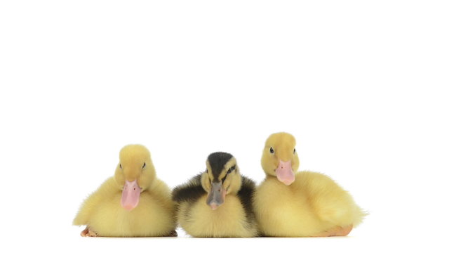 Three ducklings lying together and looking around