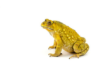 toad isolated from Thailand