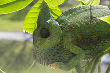 Close-up of a mad crazy Veiled Chameleon on a plant
