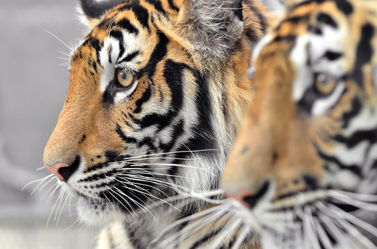bengal tiger face