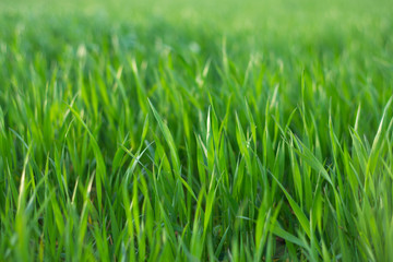 Fototapeta na wymiar grass in field