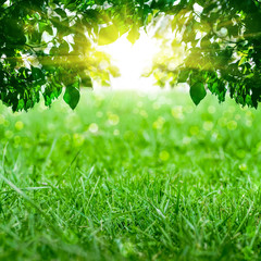 Abstract representation of a spring forest.