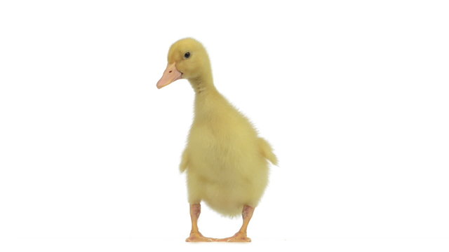 Duckling standing and quacking