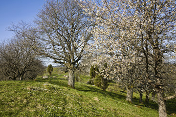 Blooming cherry tree