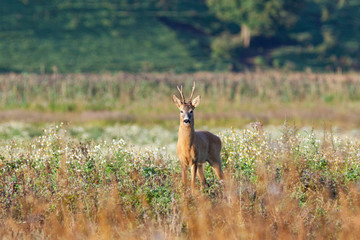 Roe deer buck