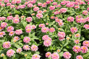 Pink Chrysanthemum Flower Summer Field