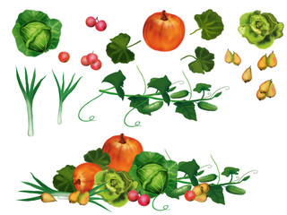 vegetables - obrazy, fototapety, plakaty