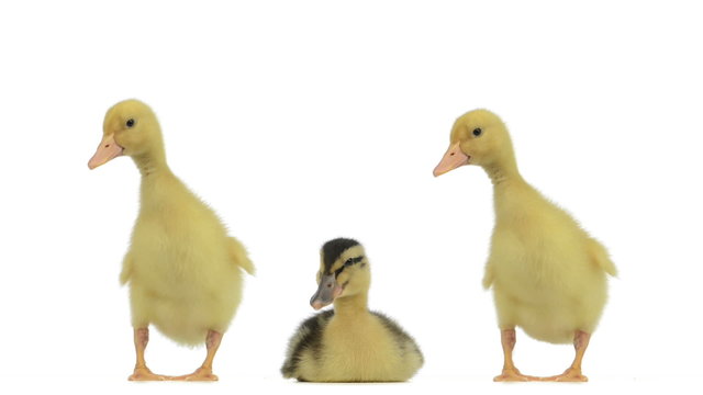 Duckling lying between two other ducklings