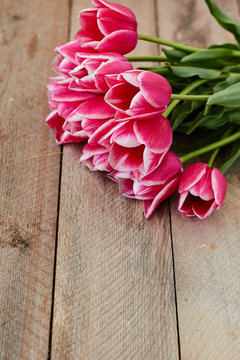 Fresh spring tulip flowers