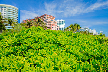 Fototapeta na wymiar Miami Beach