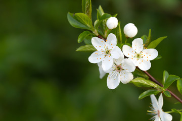 Obraz premium tree with beautiful white flowers