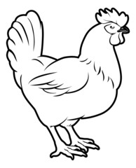 Fototapeta na wymiar Chicken illustration