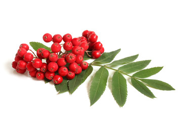 Branch of ashberry with green leaf - obrazy, fototapety, plakaty