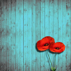flower poppies and turquoise wood background