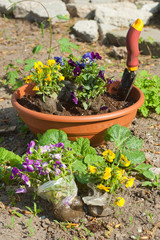 Planting viola flowers in a pot