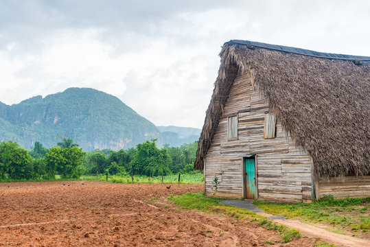 Barn Used For Curing Tobacco In Cuba