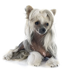 Chinese Crested Dog